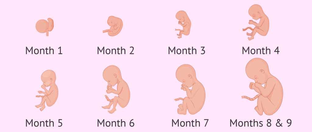 Pregnancy Stages by Month